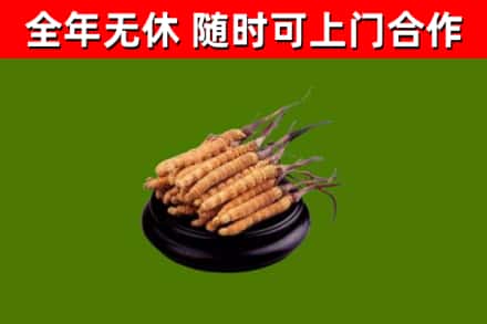 崇左回收散虫草